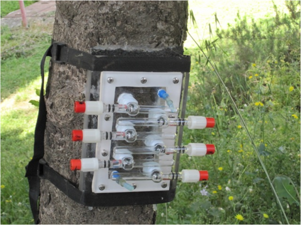 תמונה של מכשיר מדידה על גזע עץ